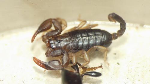 Réf. 321 959 : Euscorpius tergestinus